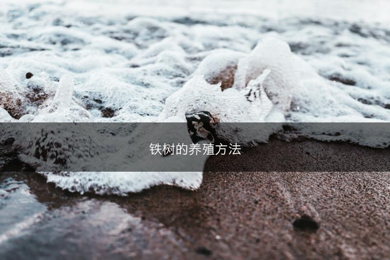 铁树的养殖方法(图1)