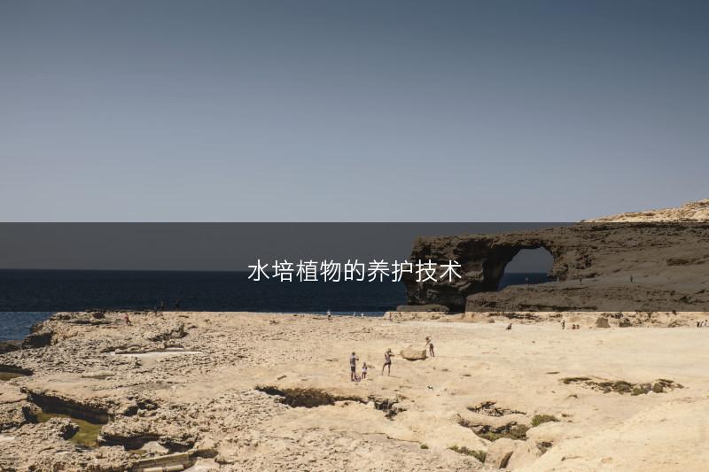 常见的水培植物有哪些？(图1)