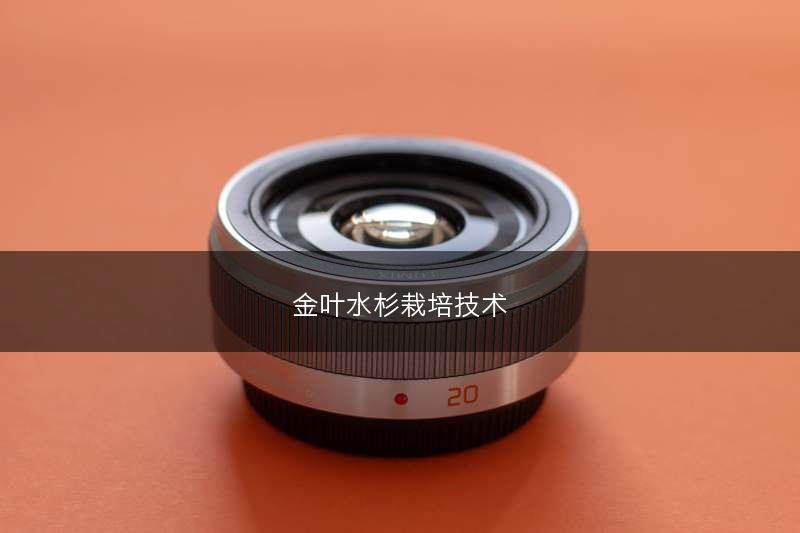 金叶水杉栽培技术(图1)