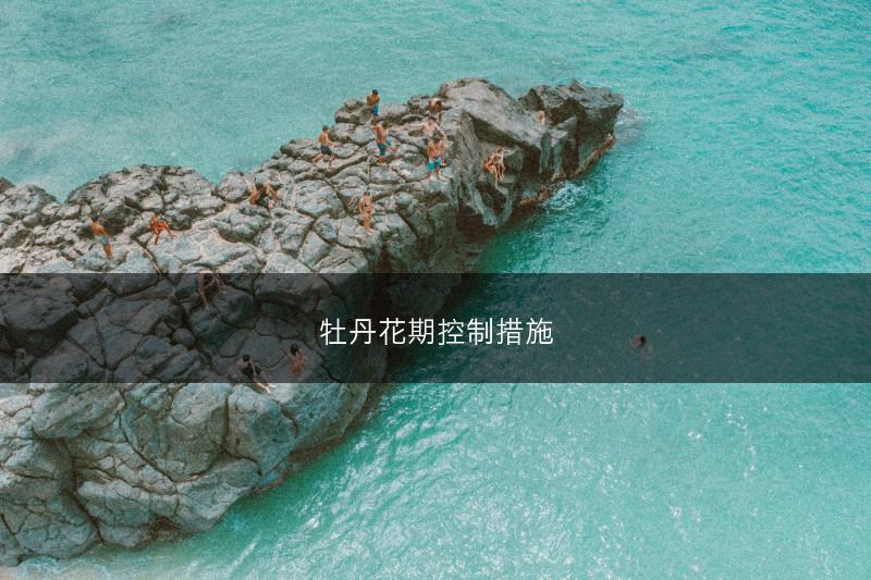 牡丹花期控制措施(图1)