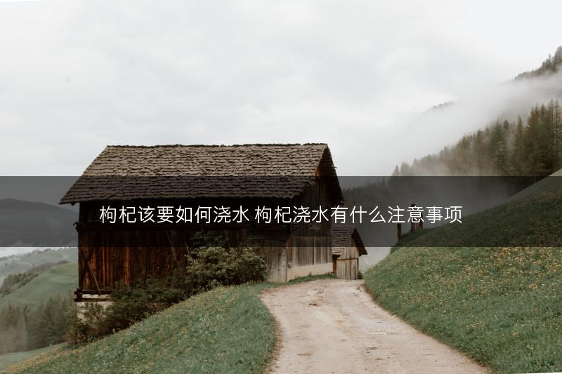 八角落果严重的防治方法(图1)