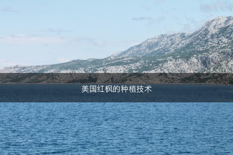 美国红枫的种植技术(图1) 美国红枫的种植技术(图1)