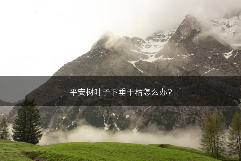 平安树叶子下垂干枯怎么办？(图1)