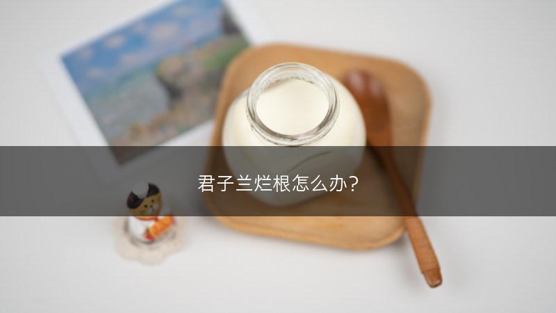 君子兰烂根怎么办？(图1)