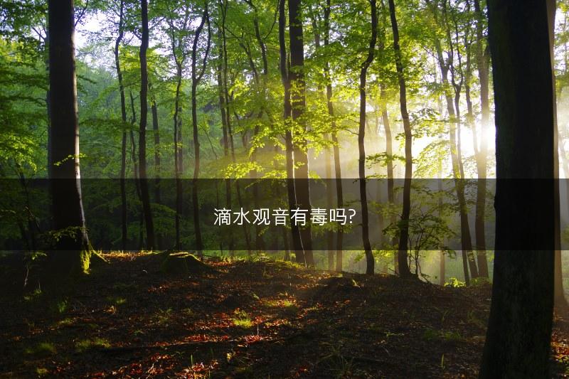 滴水观音叶子发黄怎么办？(图1)