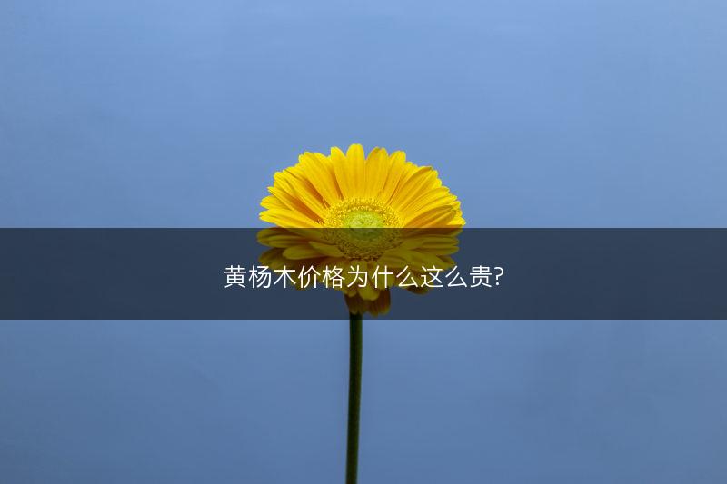 黄杨木价格为什么这么贵?(图1)