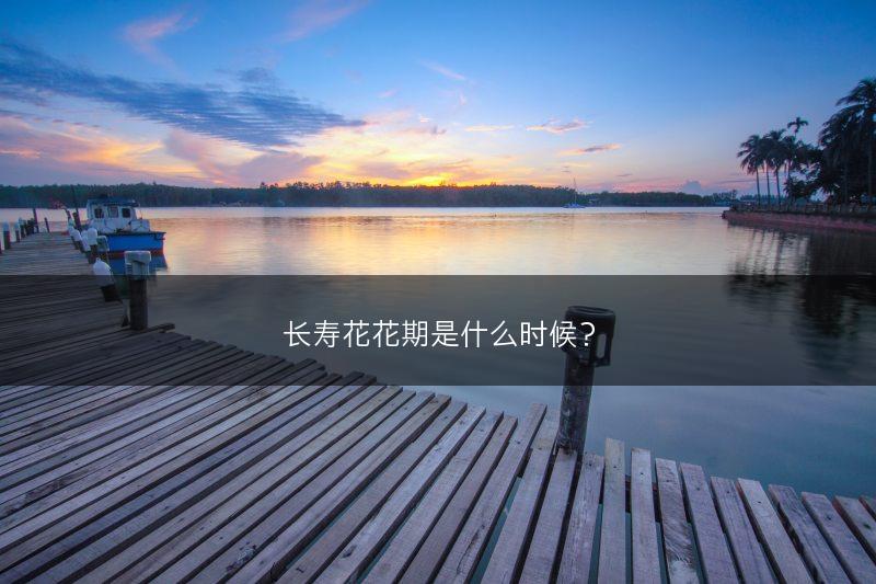 长寿花有毒吗？(图1)