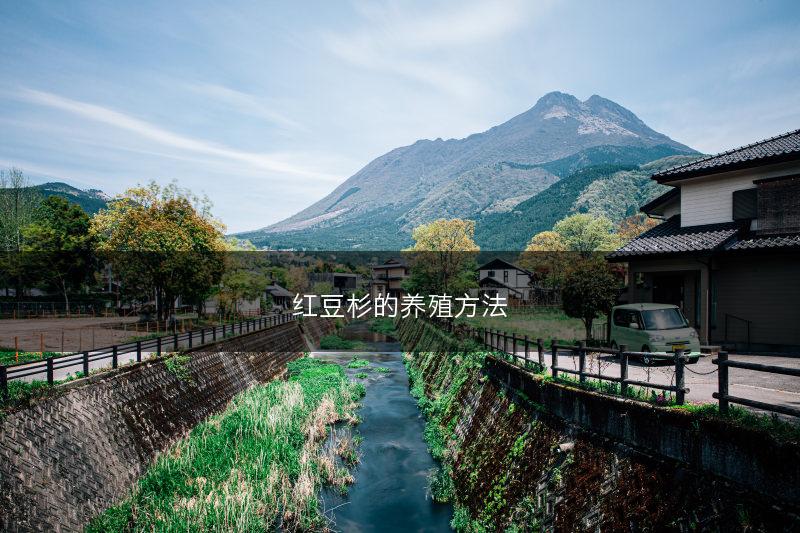 红豆杉的养殖方法(图1) 红豆杉的养殖方法(图1)