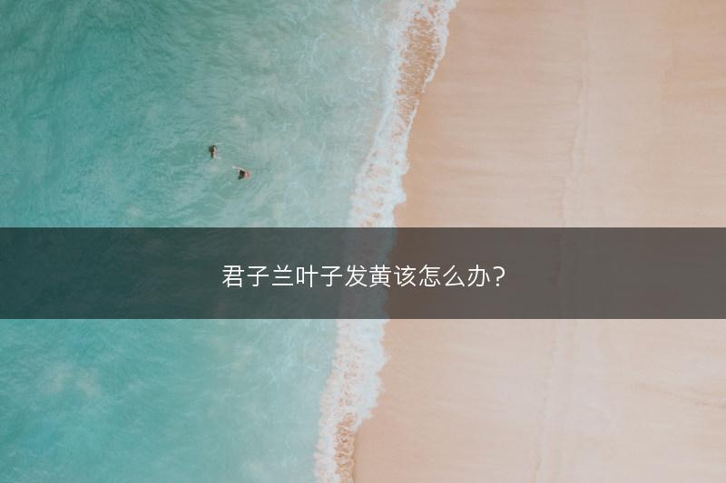 绿萝有毒吗？(图1)