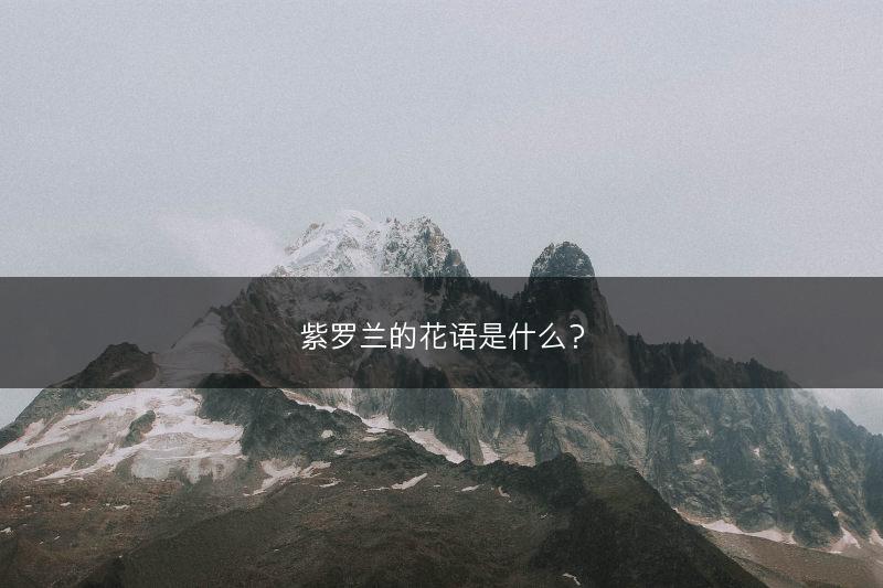 紫罗兰的花语是什么？(图1)
