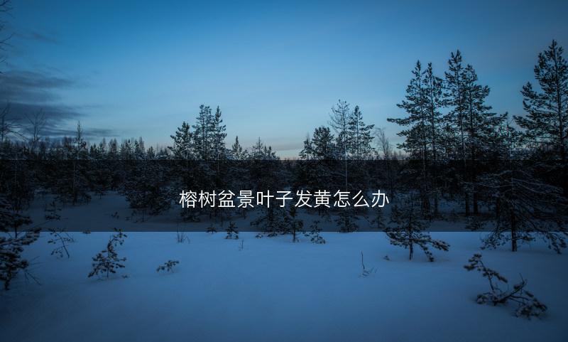 榕树盆景叶子发黄怎么办(图1)