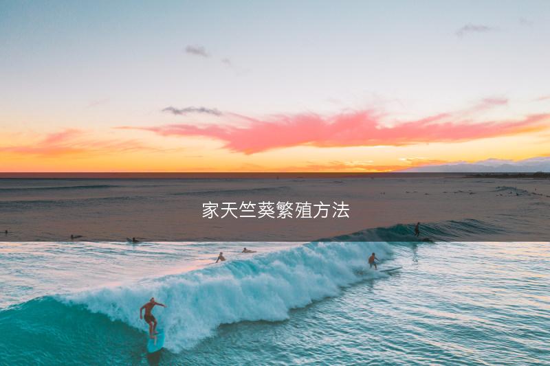 家天竺葵繁殖方法(图1)