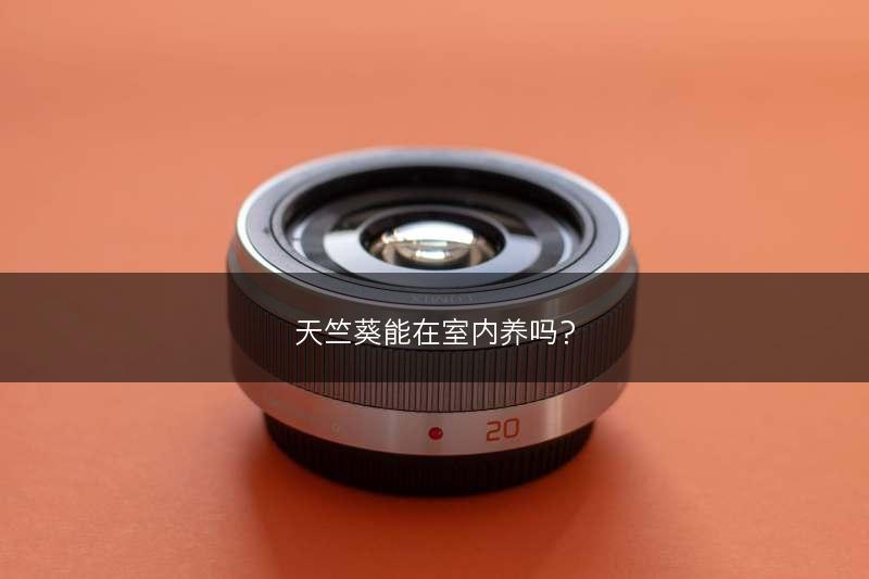 天竺葵能在室内养吗？(图1)