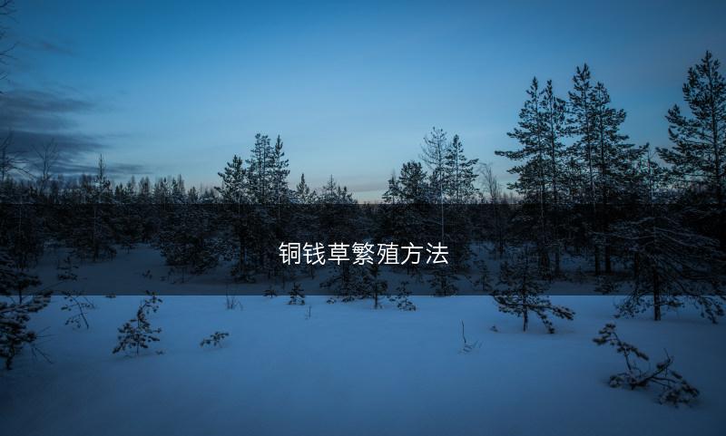 铜钱草繁殖方法(图1)