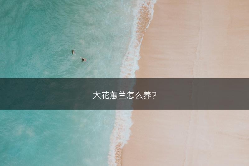 大花蕙兰怎么养？(图1)