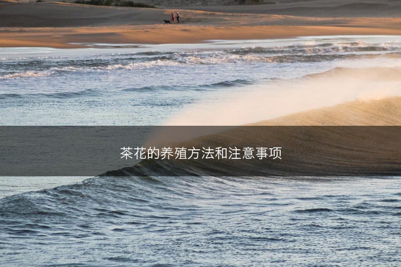 茶花的养殖方法和注意事项(图1)
