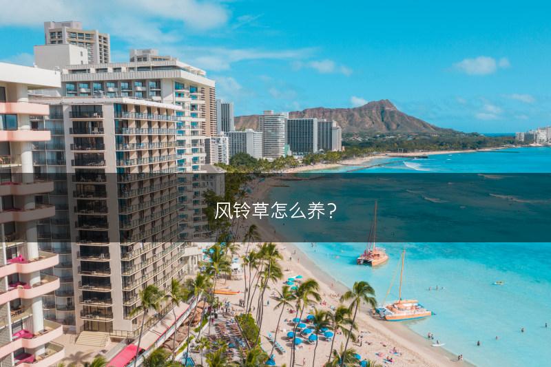 风铃草怎么养？(图1)
