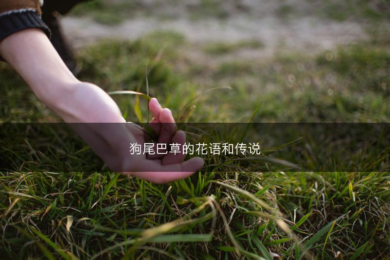狗尾巴草的花语和传说(图1)