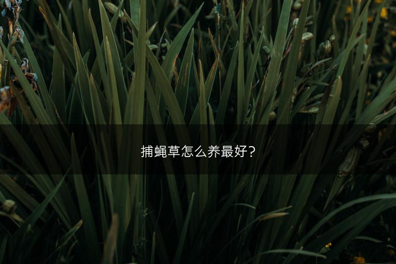 捕蝇草怎么养最好?(图1) 捕蝇草怎么养最好?(图1)