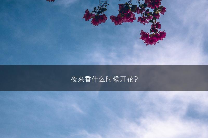 夜来香什么时候开花？(图1)