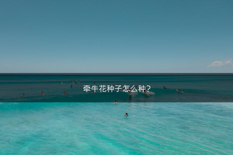 牵牛花种子怎么种？(图1)