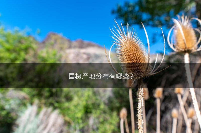 国槐产地分布有哪些？(图1)