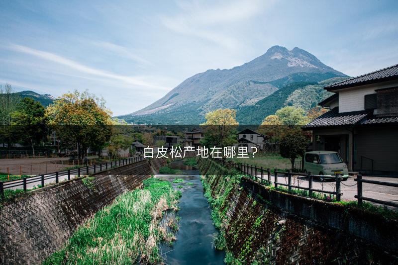 白皮松产地在哪里？(图1)
