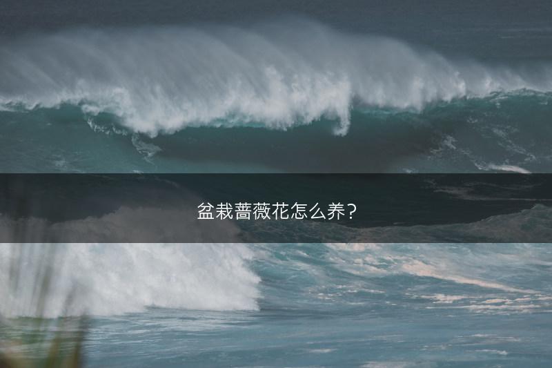 盆栽蔷薇花怎么养?(图1) 盆栽蔷薇花怎么养?(图1)