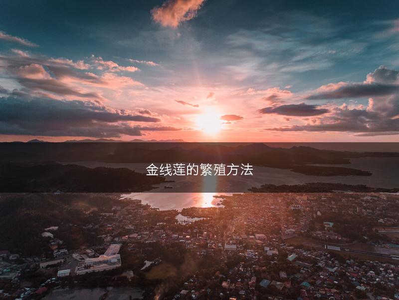 金线莲的繁殖方法(图1)