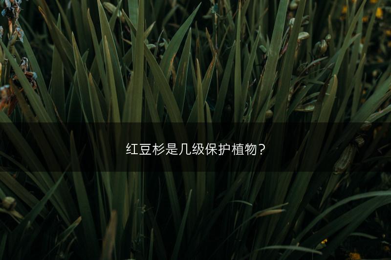 红豆杉是几级保护植物？(图1)