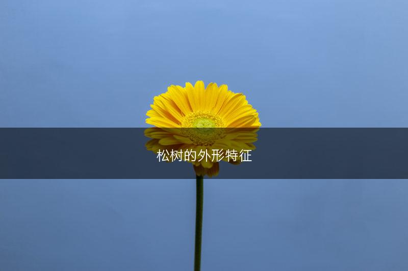 松树的外形特征(图1)