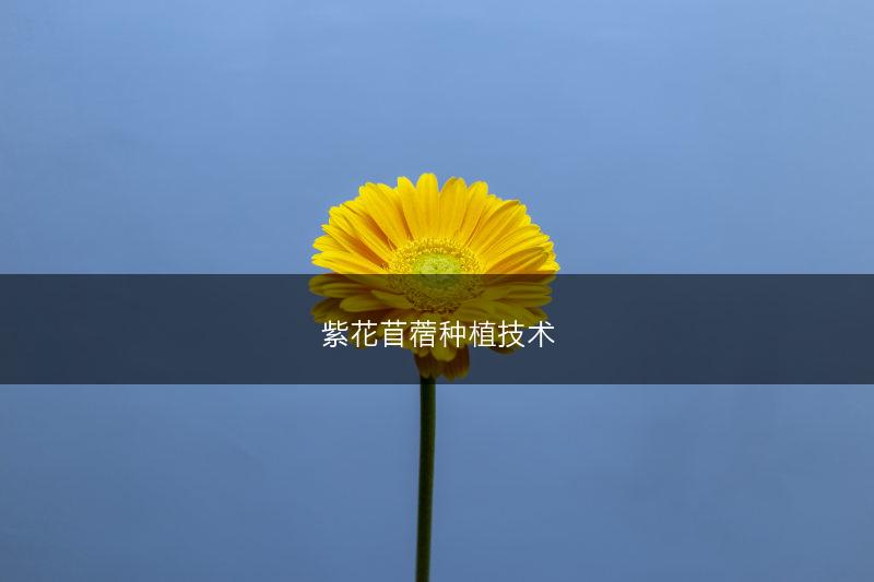 紫花苜蓿种植技术(图1)