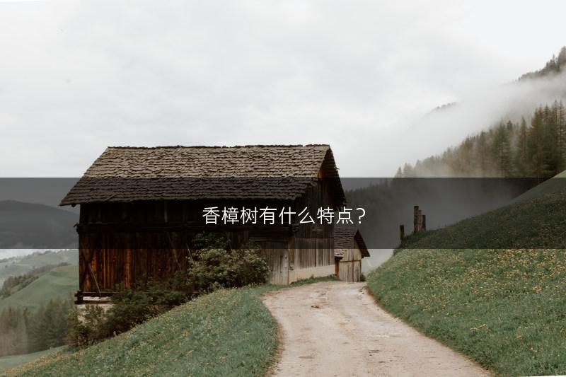 香樟树有什么特点？(图1)