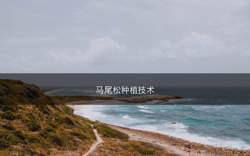 马尾松种植技术(图1) 马尾松种植技术(图1)