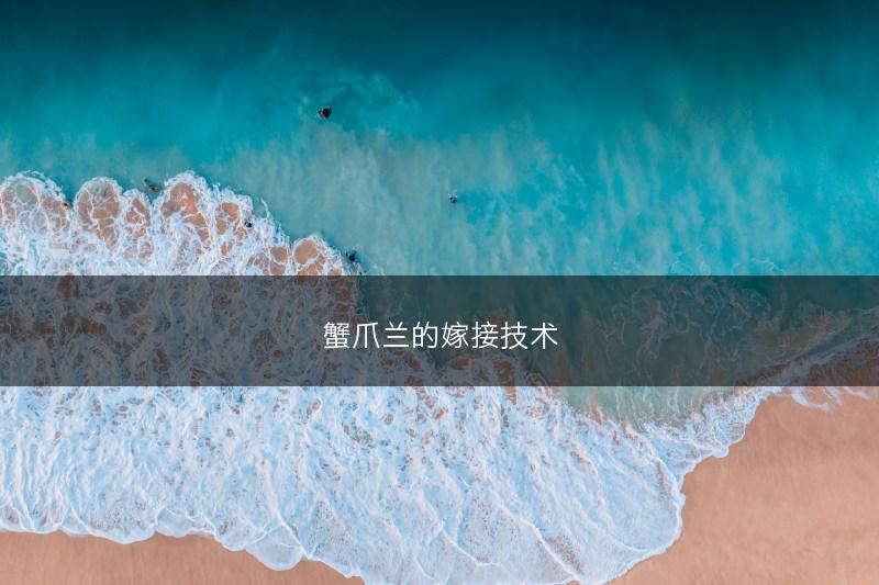 蟹爪兰的嫁接技术(图1)