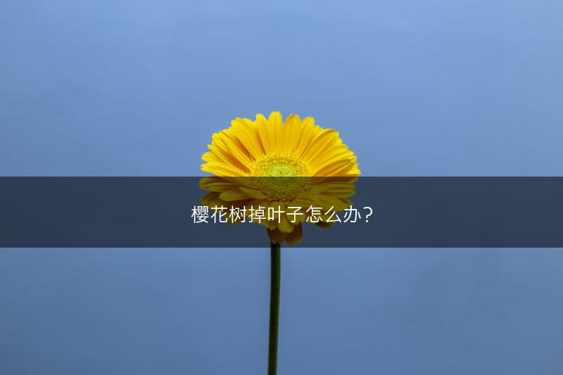樱花树掉叶子怎么办？(图1)