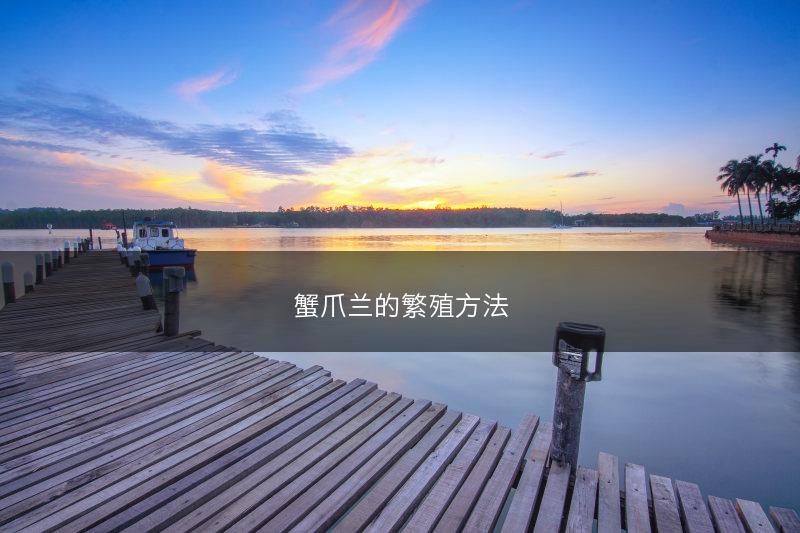 蟹爪兰的繁殖方法(图1)