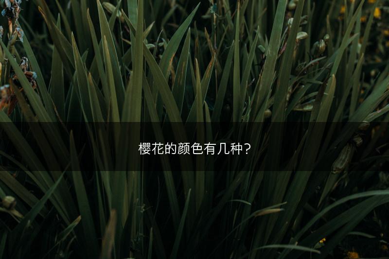 樱花的颜色有几种？(图1)