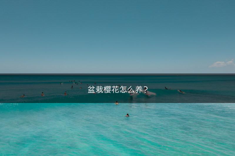 盆栽樱花怎么养？(图1)