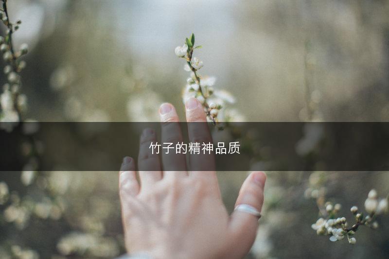 竹子的精神品质(图1)