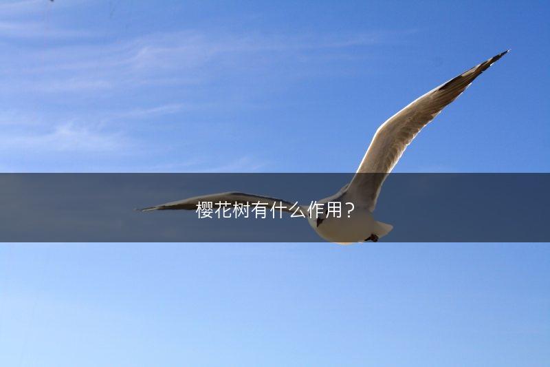 樱花树有什么作用？(图1)