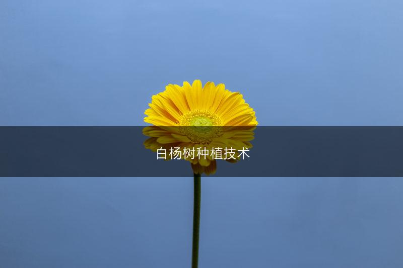 白杨树种植技术(图1)