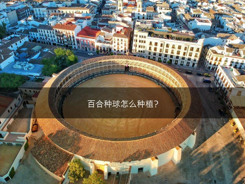 百合种球怎么种植？(图1)