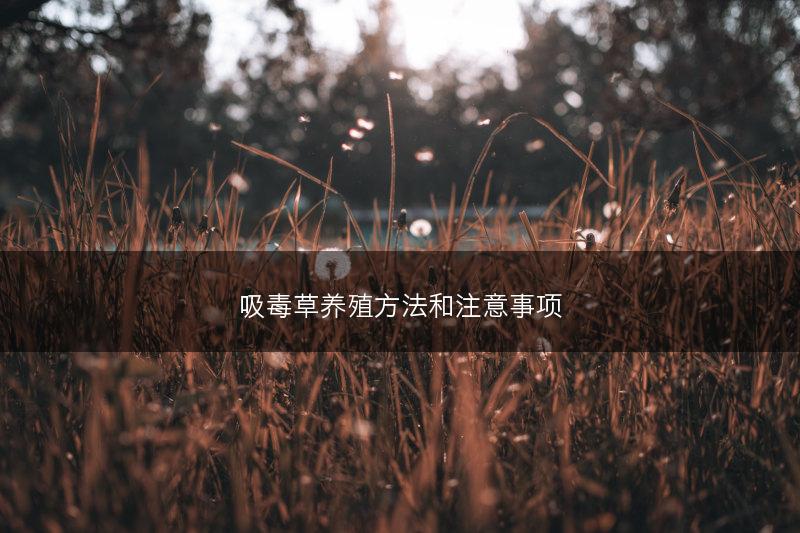 吸毒草养殖方法和注意事项(图1)