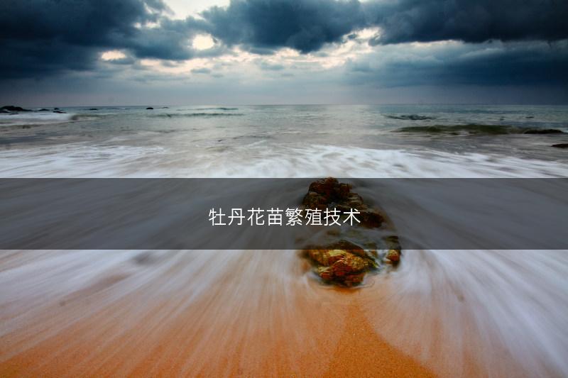 牡丹花苗繁殖技术(图1)