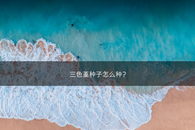 三色堇种子怎么种？(图1)