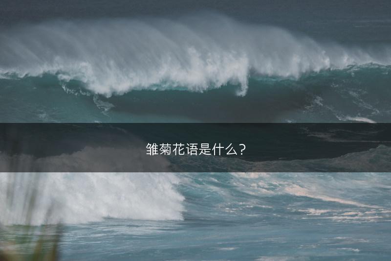 雏菊花语是什么？(图1)