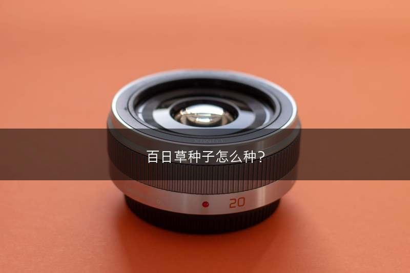 百日草种子怎么种？(图1)