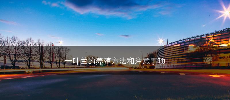 一叶兰的养殖方法和注意事项(图1)