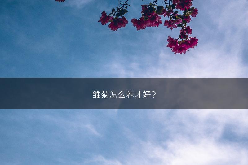 雏菊怎么养才好？(图1)